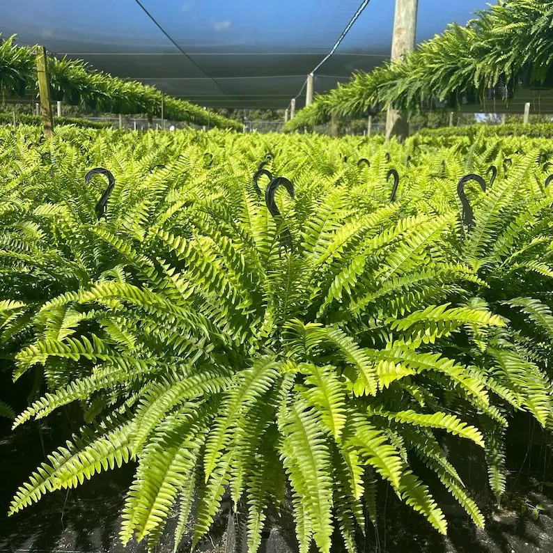 🌱 Felce di Boston artificiale realistica resistente ai raggi UV