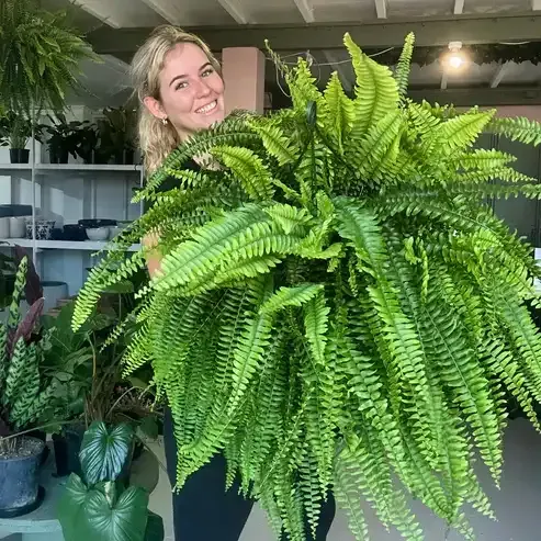 🌱 Felce di Boston artificiale realistica resistente ai raggi UV