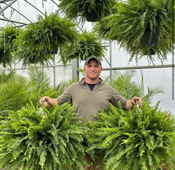 🌱 Felce di Boston artificiale realistica resistente ai raggi UV